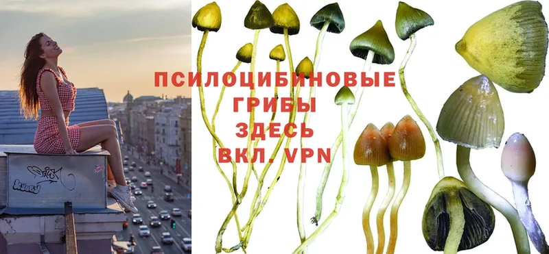 Псилоцибиновые грибы MAGIC MUSHROOMS  mega ССЫЛКА  Вилючинск 